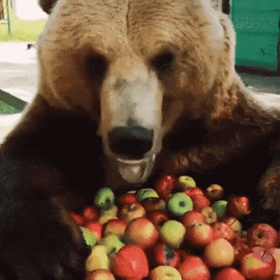 Bear Eating Apples From Pile GIF