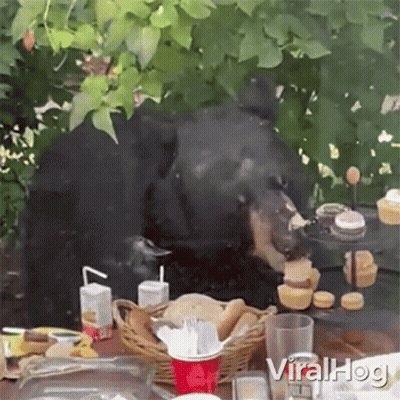 Bear Eating Cupcakes And Drinking Orange Juice GIF