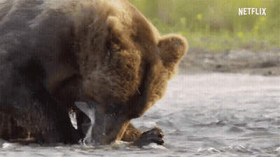 Bear Eating Fish With Netflix Logo GIF
