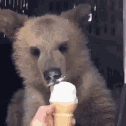 Bear Eating Ice Cream