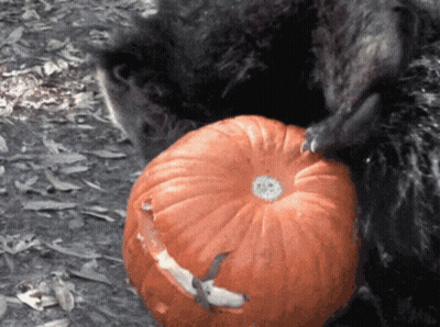Bear Eating Pumpkin With Hole GIF