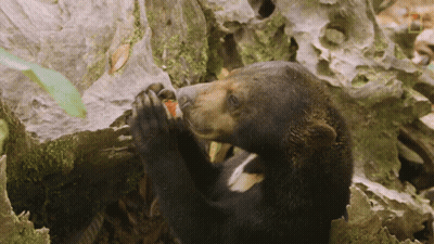 Bear Eating Strawberry From Rock GIF