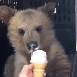 Bear Eating Vanilla Ice Cream GIF
