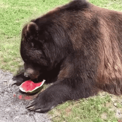 Bear Eating Watermelon GIF