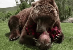 Bear Hug Kiss Man Down GIF