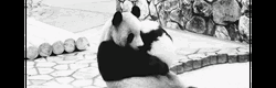 Bear Hug Panda Mom Baby GIF