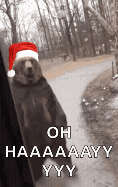 Bear In Santa Hat Saying Oh Haaaaay Yyy GIF