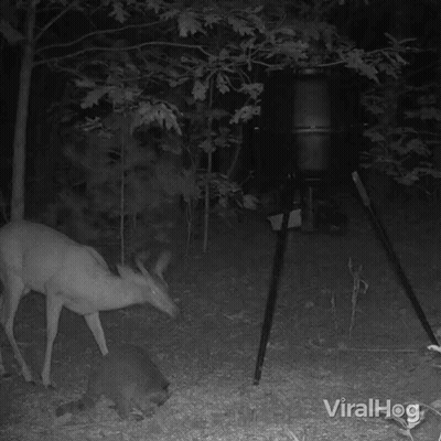 Bear In The Woods With Viralhog GIF