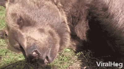 Bear Laying In Grass Viralhog GIF