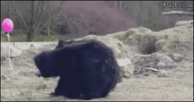 Bear Laying On Ground With Pink Balloon GIF