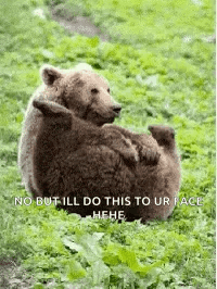 Bear Lying On Back With Baby Bear GIF