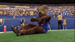 Bear Mascot Hawaii Football GIF