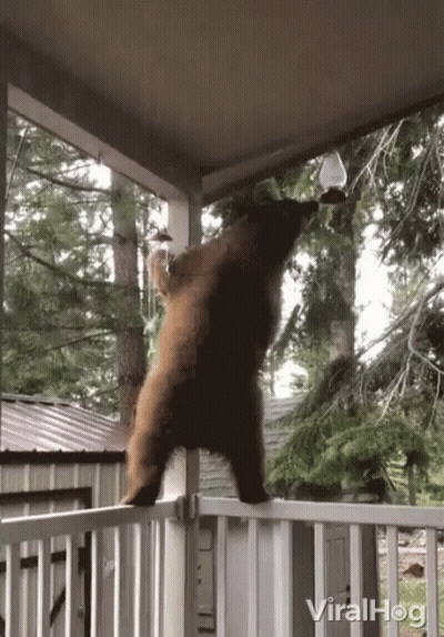 Bear On Porch Looking At Bird Feeder GIF