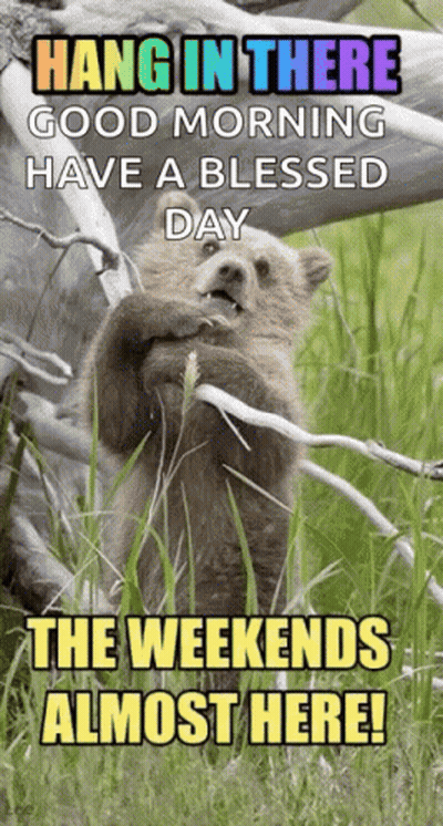 Bear On Tree Branch Hang In There Good Morning Blessed Day Weekend Almost Here GIF