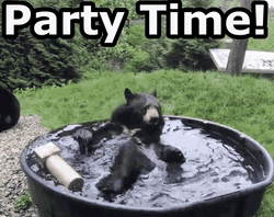 Bear Party Time