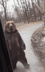 Bear Passing By