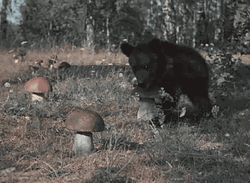 Bear Picking Mushroom GIF