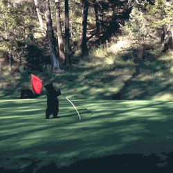 Bear Playing Flagstick In Golf Course