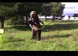 Bear Playing Hulahoop GIF