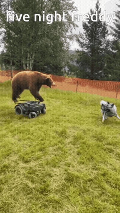Bear Riding Wheelchair While Dog Looks On GIF