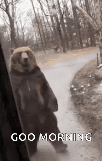 Bear Saying Good Morning GIF
