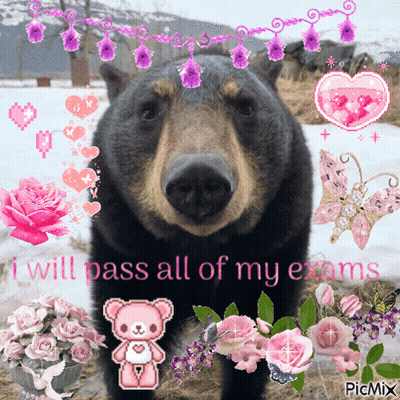 Bear Saying I Will Pass All Of My Exams GIF