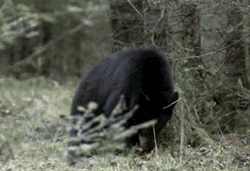 Bear Shaking And Fell Down