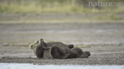 Bear Sitting On Ground With Nature Picture Library GIF