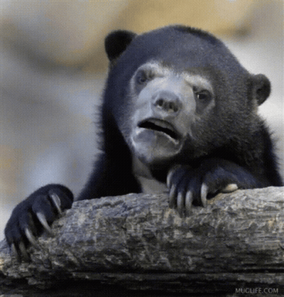 Bear Sitting On Rock With Mouth Open Muclife.com Logo GIF