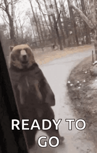 Bear Standing Before Window GIF