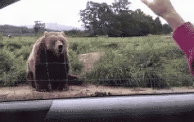 Bear Standing Behind Fence Being Fed GIF