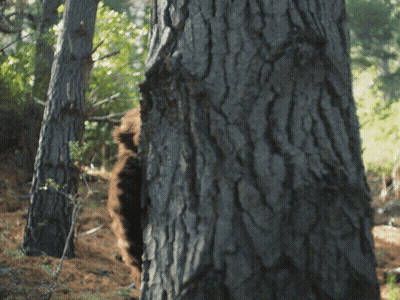 Bear Standing Behind Tree Trunk