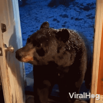 Bear Standing In Doorway With Viralhog GIF