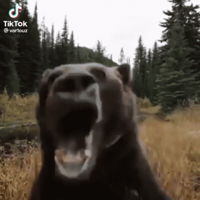 Bear Standing In Field Mouth Open Looking At Camera GIF