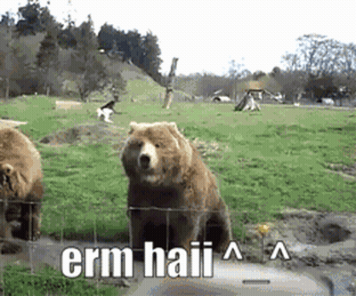 Bear Standing In Field Saying Erm Haii GIF