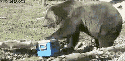 Bear Standing Next To Blue Cooler Saying Senogif