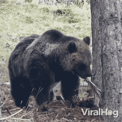 Bear Standing Next To Tree Viralhog GIF