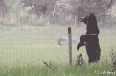 Bear Standing On Hind Legs By Barbed Wire Fence Viralhog GIF