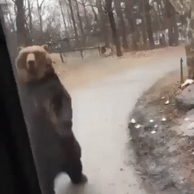 Bear Standing On Hind Legs Looking Out Window GIF