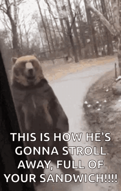 Bear Standing On Hind Legs Looking Out Window GIF