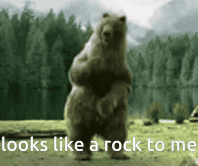 Bear Standing On Hind Legs Looks Like Rock GIF