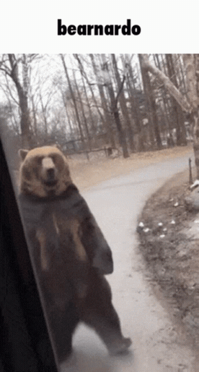 Bear Standing On Hind Legs Next To Bearnardo Sign GIF