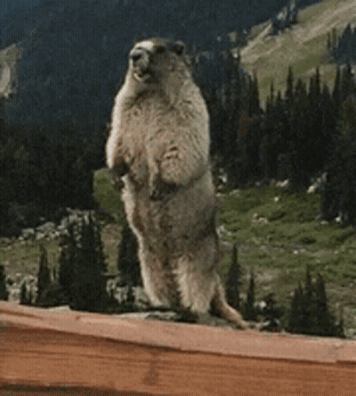 Bear Standing Saying Useless Whore GIF