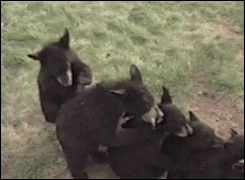 Bear Staying In Line GIF