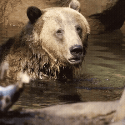 Bear Swimming In Water GIF