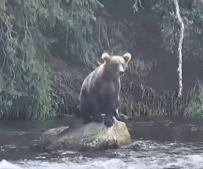 Bear Walking Across River Near Tree GIF