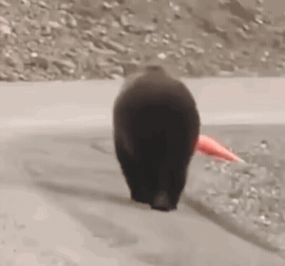 Bear Walking Down Road Next To River GIF