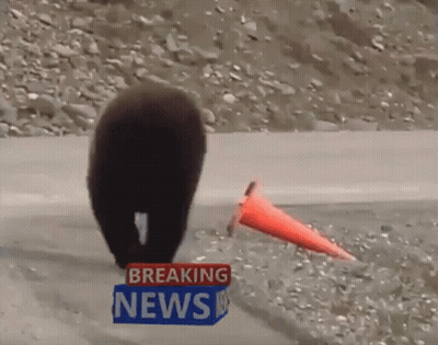 Bear Walking Down Road With Breaking News Sign GIF