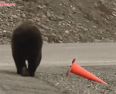 Bear Walking Next To Orange Traffic Cone GIF