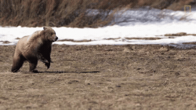 Bear Walking On Dirt Field With National Geographic Logo GIF
